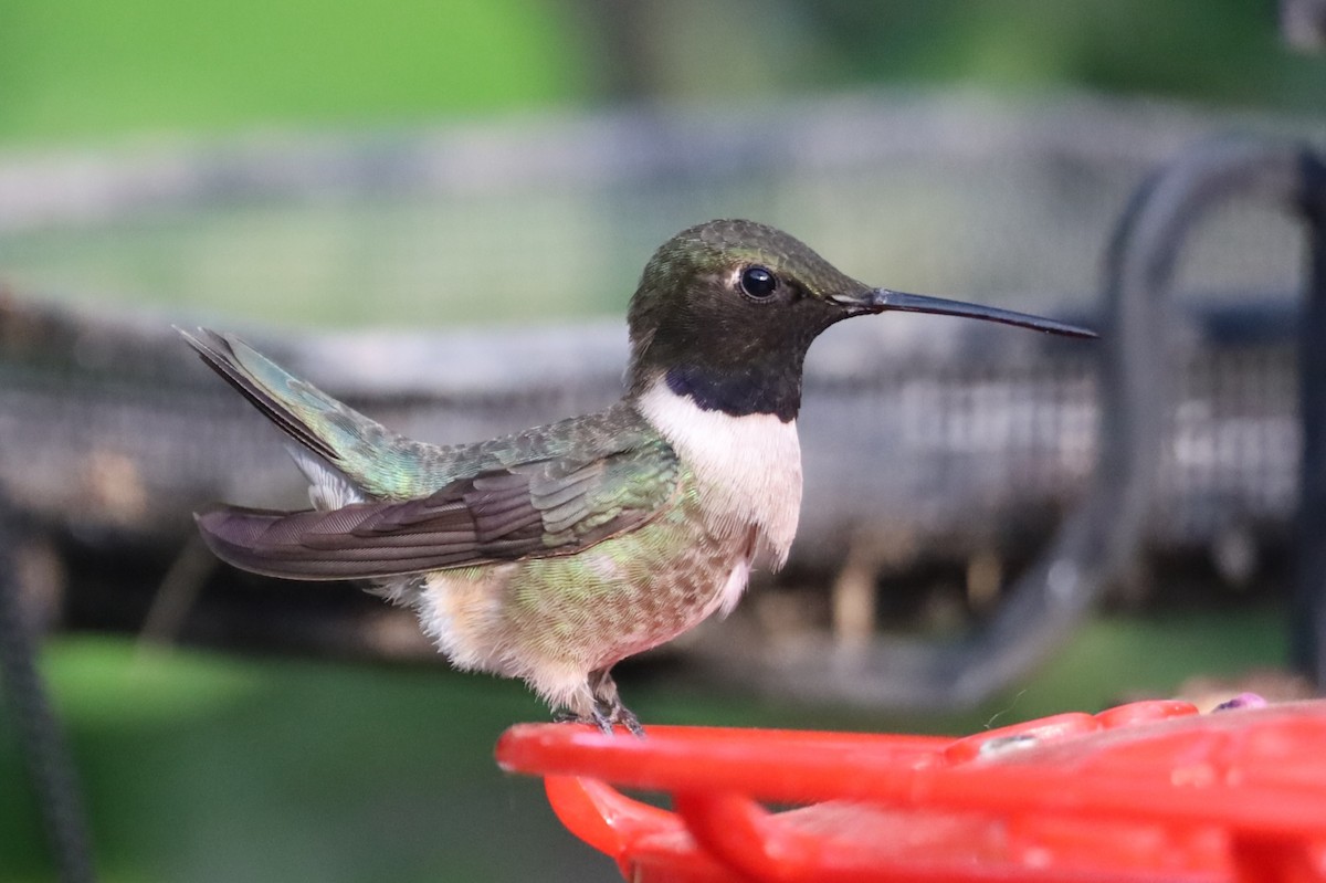 Black-chinned Hummingbird - ML620232104