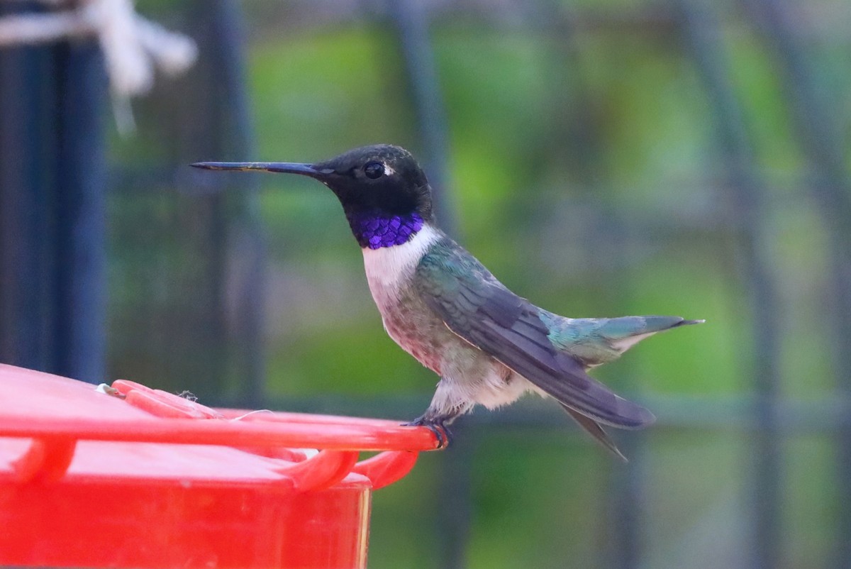 Black-chinned Hummingbird - ML620232106