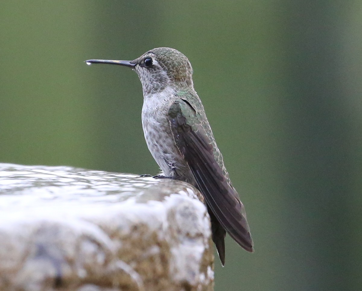 hummingbird sp. - ML620232123