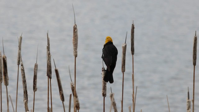 Yellow-headed Blackbird - ML620232125
