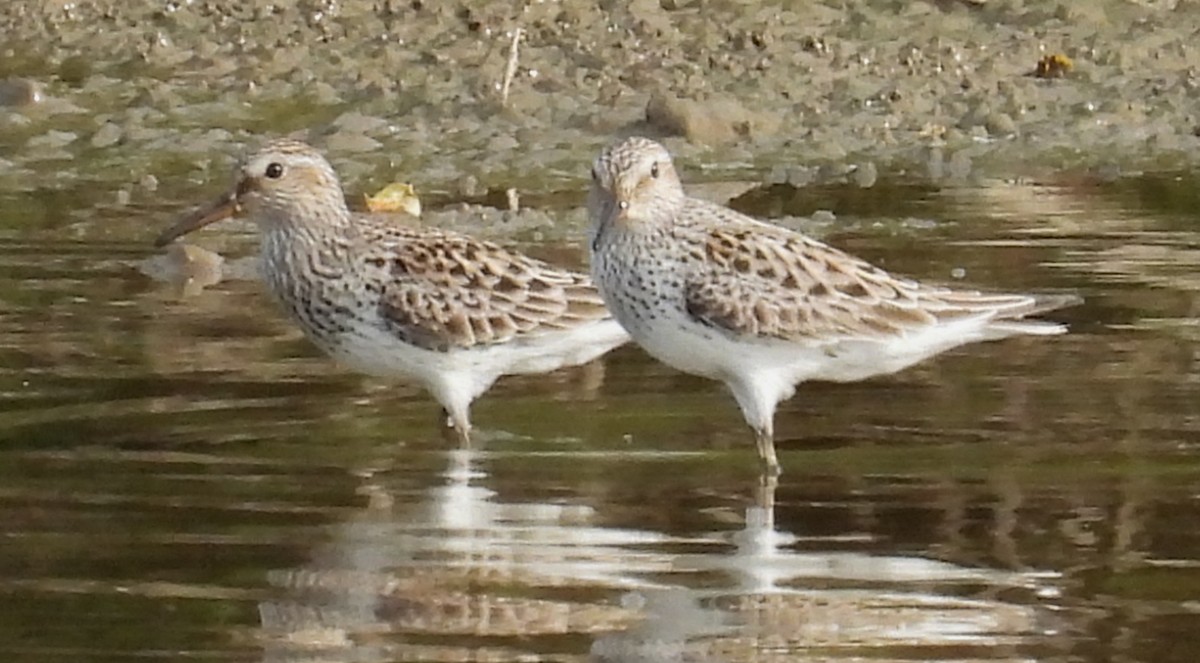 White-rumped Sandpiper - ML620232133