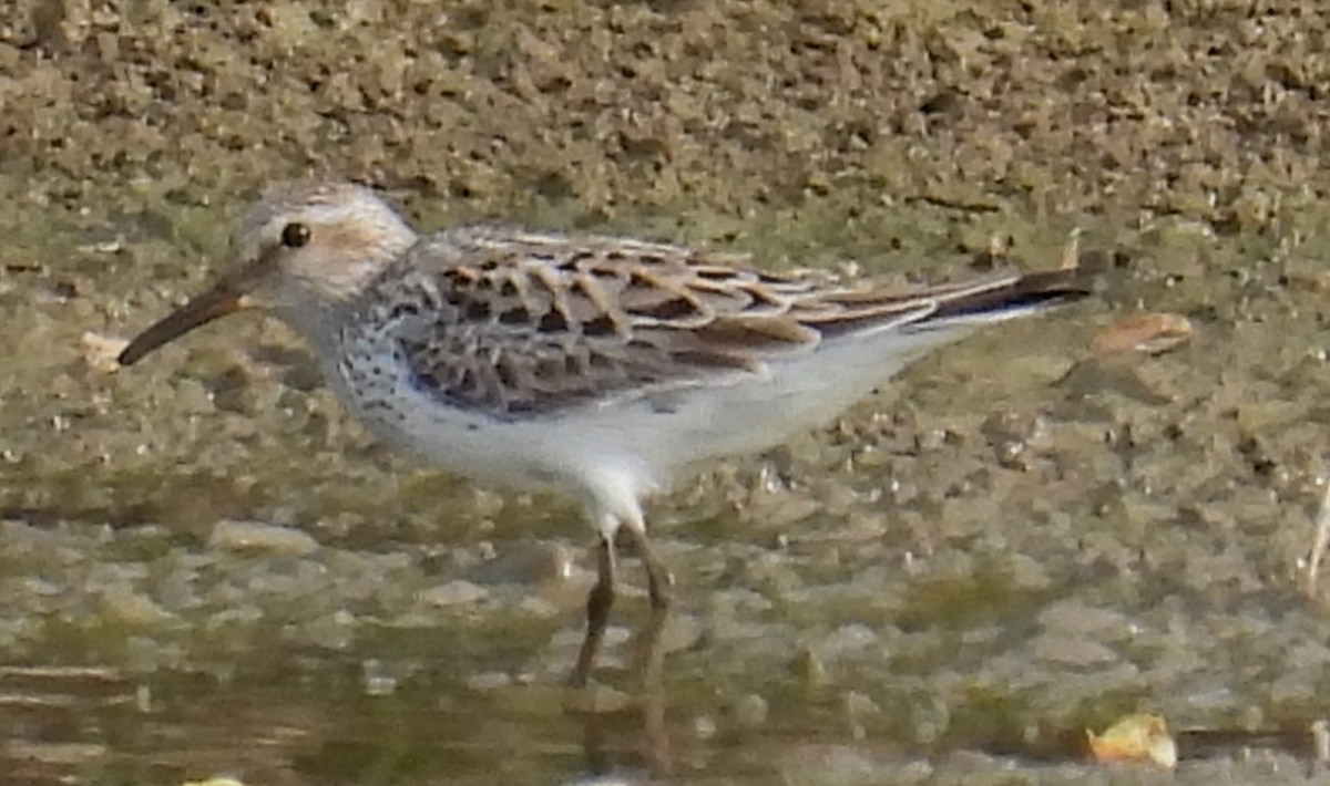 White-rumped Sandpiper - ML620232134
