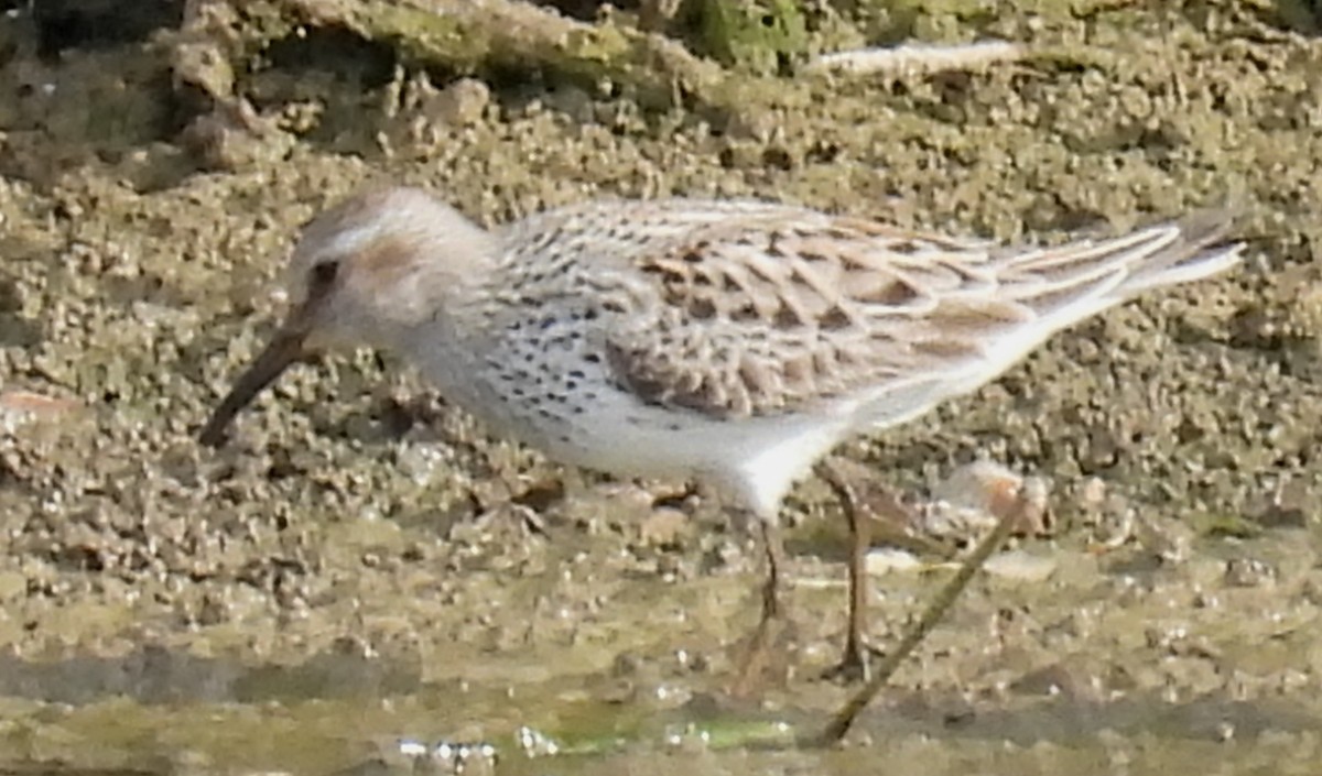 White-rumped Sandpiper - ML620232135