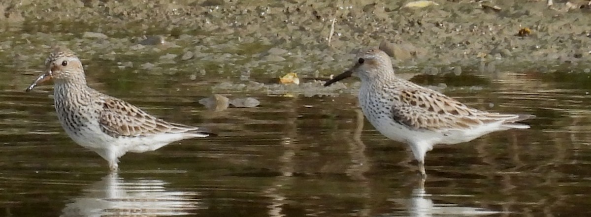 White-rumped Sandpiper - ML620232136
