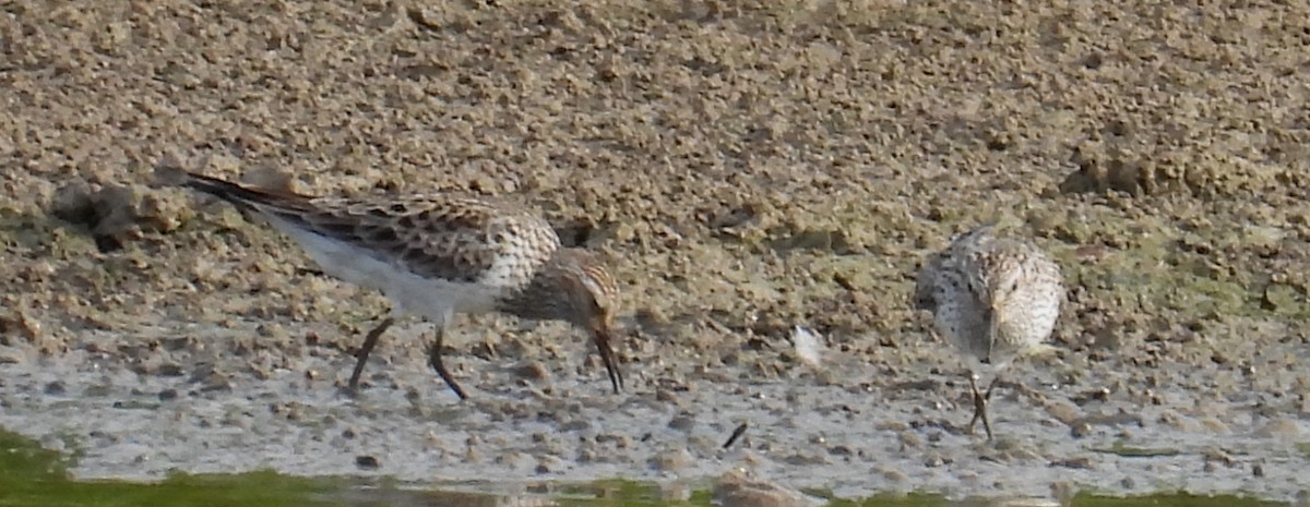 White-rumped Sandpiper - ML620232137