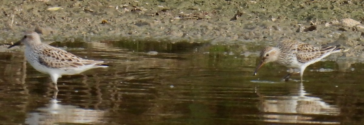 White-rumped Sandpiper - ML620232138