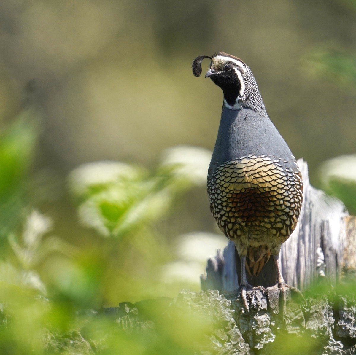 California Quail - ML620232139