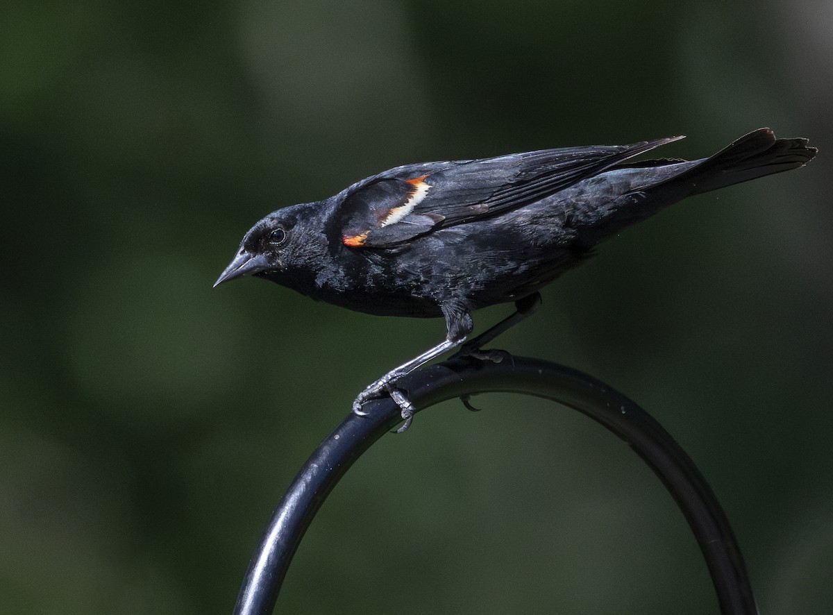 Red-winged Blackbird - ML620232140