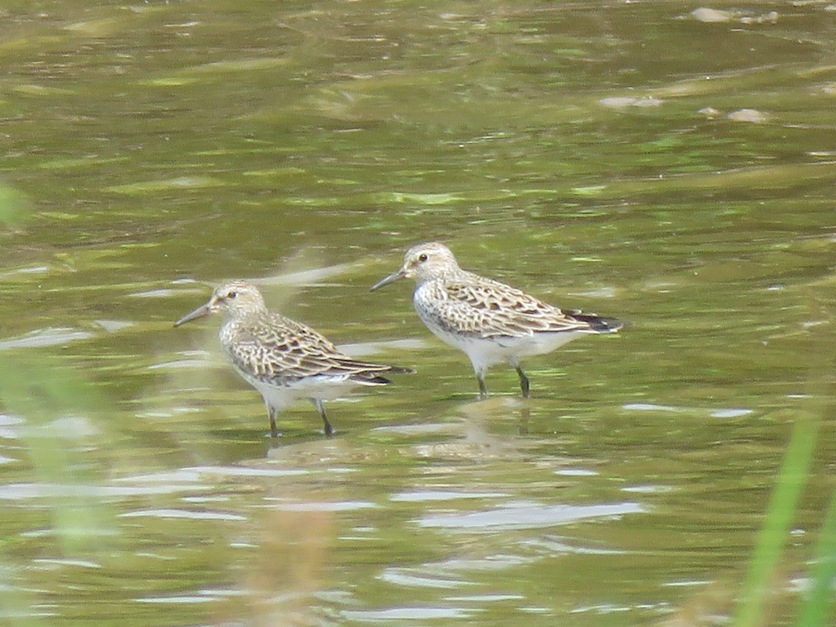 White-rumped Sandpiper - ML620232141