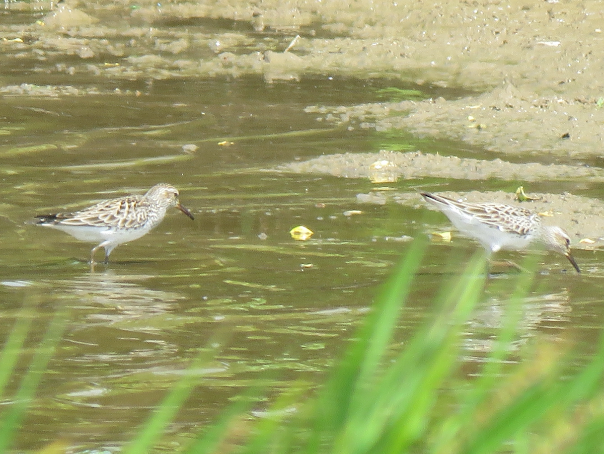 White-rumped Sandpiper - ML620232142