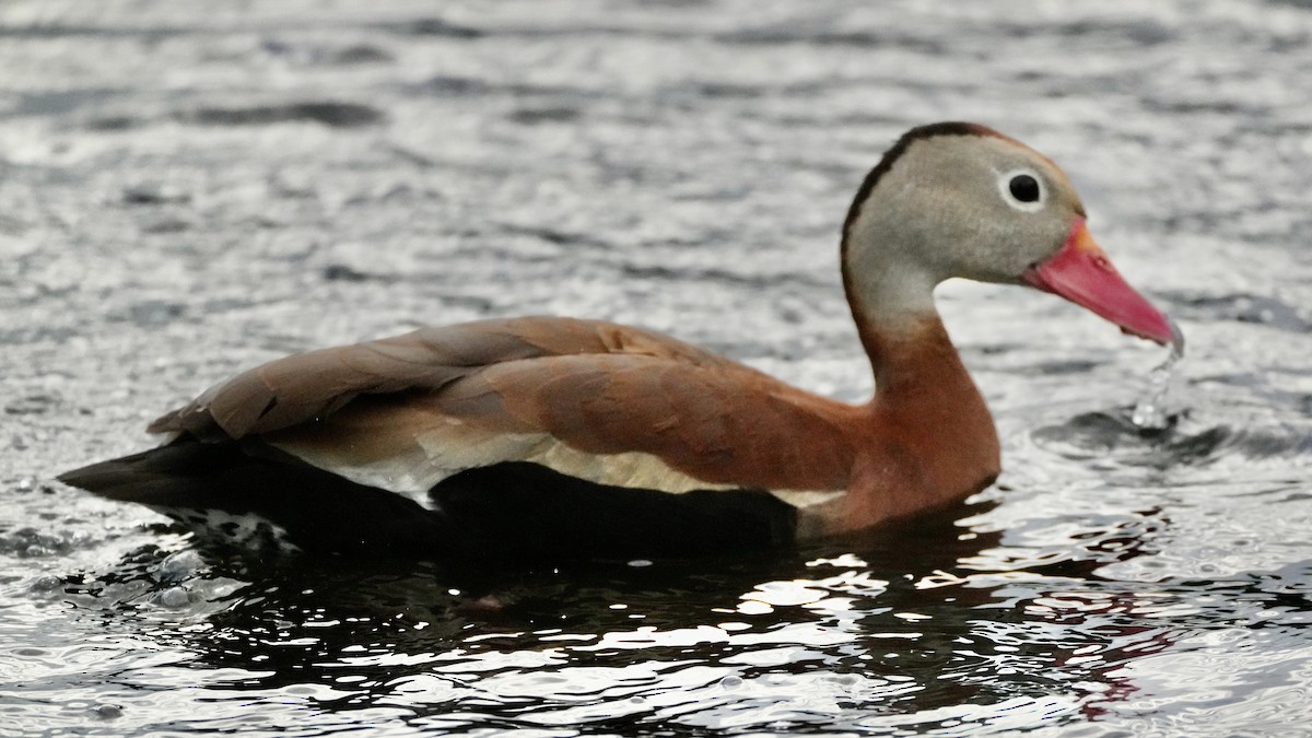 Black-bellied Whistling-Duck - ML620232147