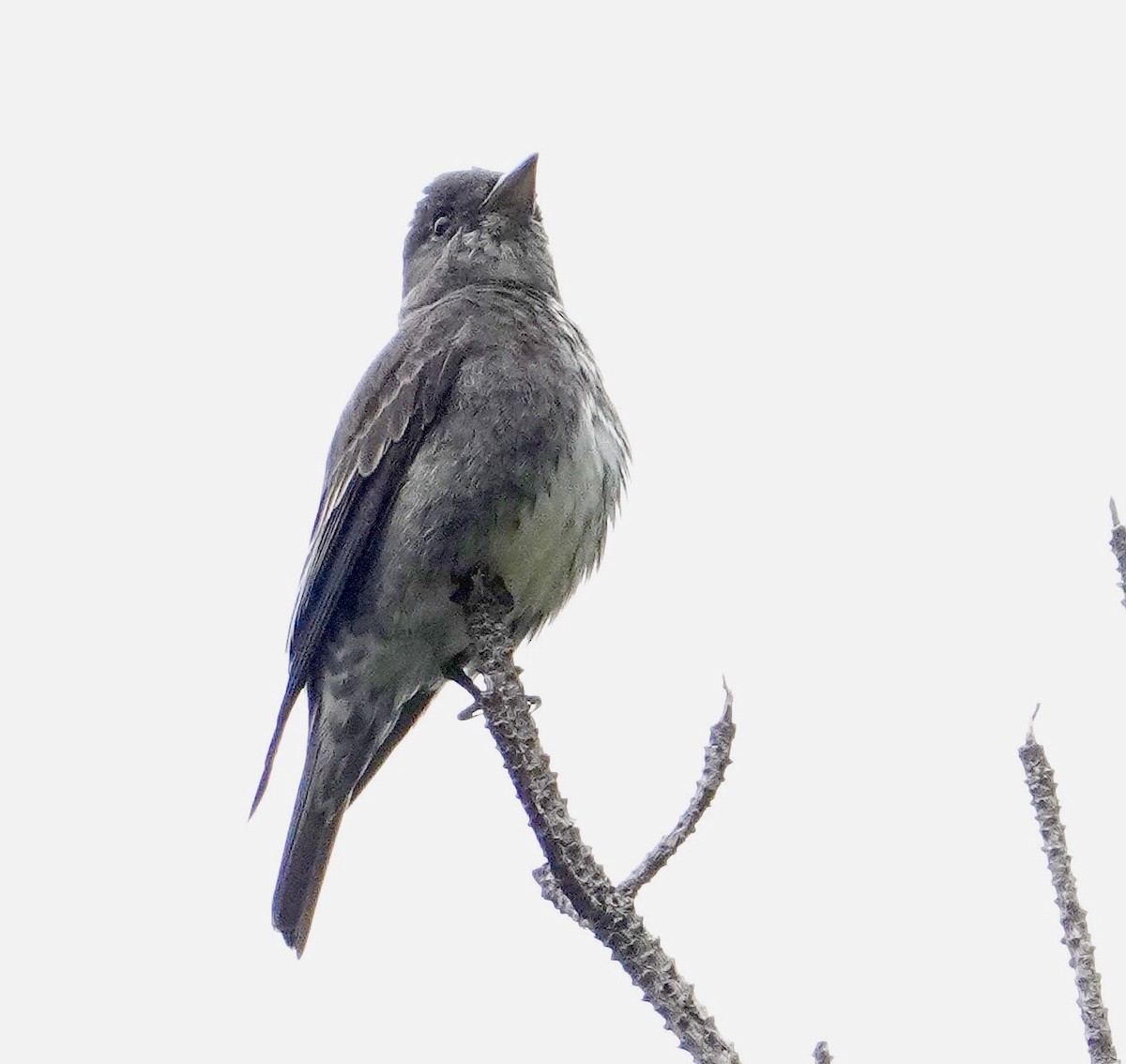 Olive-sided Flycatcher - ML620232148