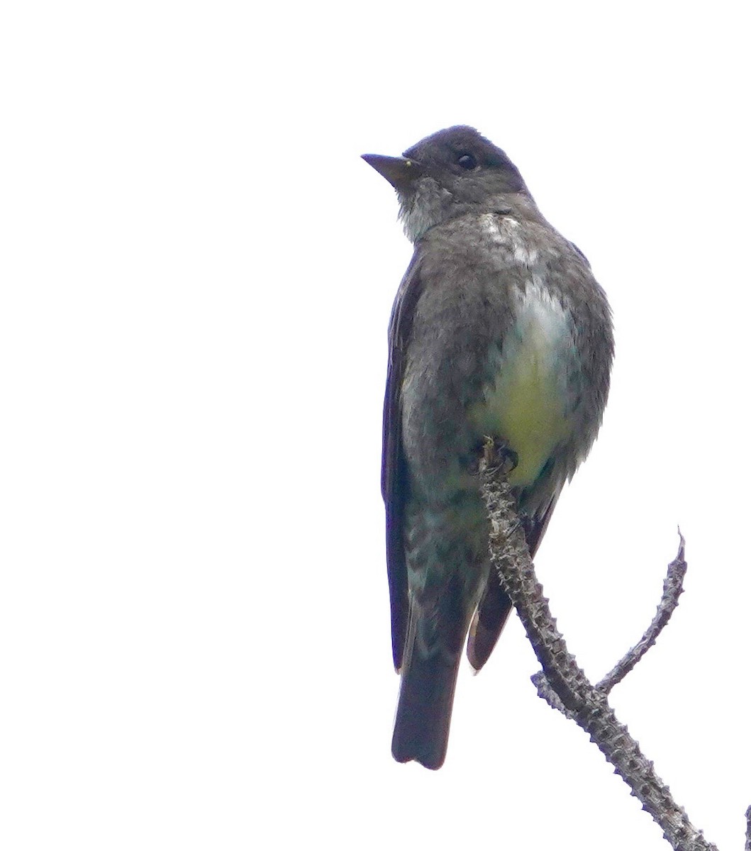 Olive-sided Flycatcher - ML620232149