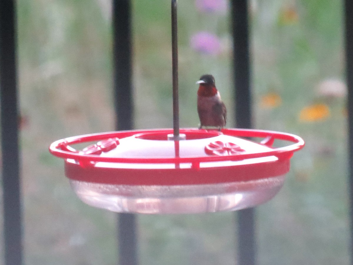 Ruby-throated Hummingbird - ML620232150