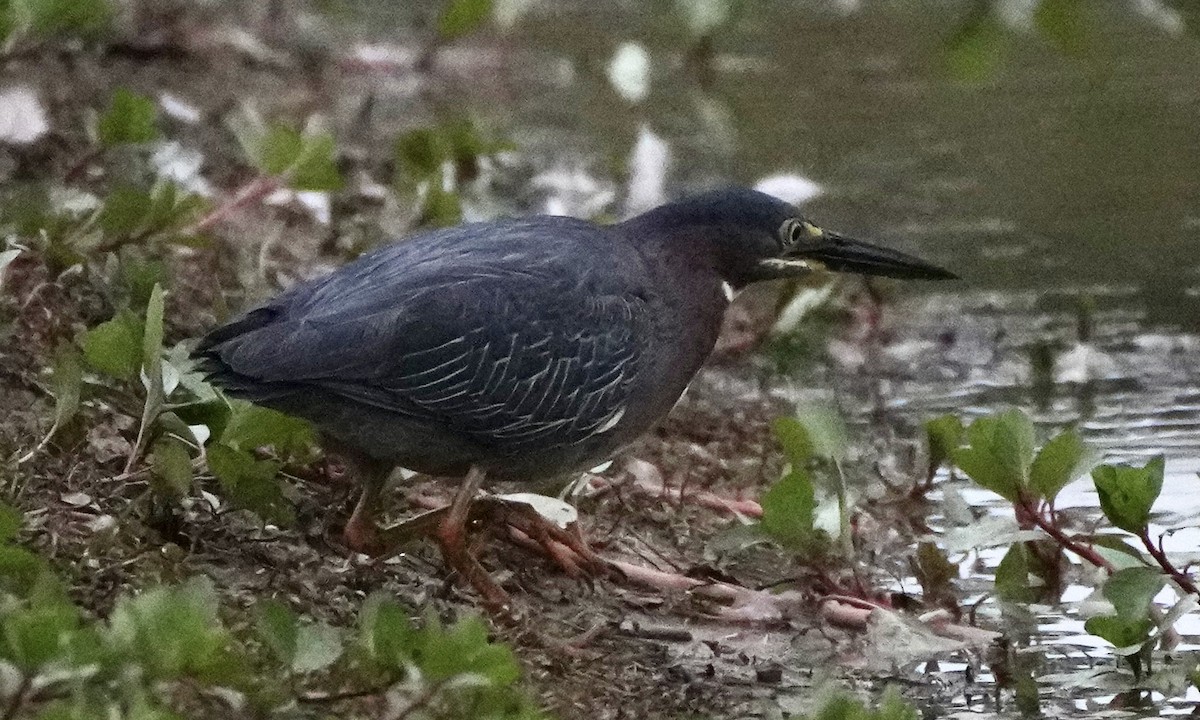 Green Heron - ML620232155