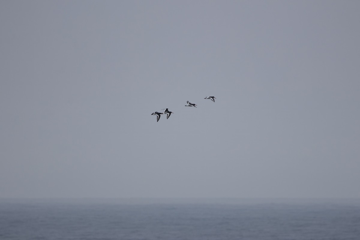 Eurasian Oystercatcher - ML620232156