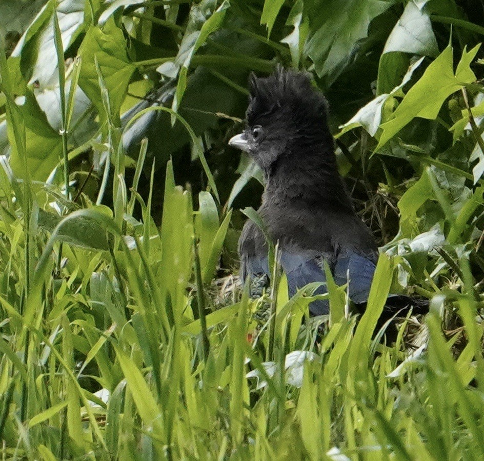 Steller's Jay - ML620232161