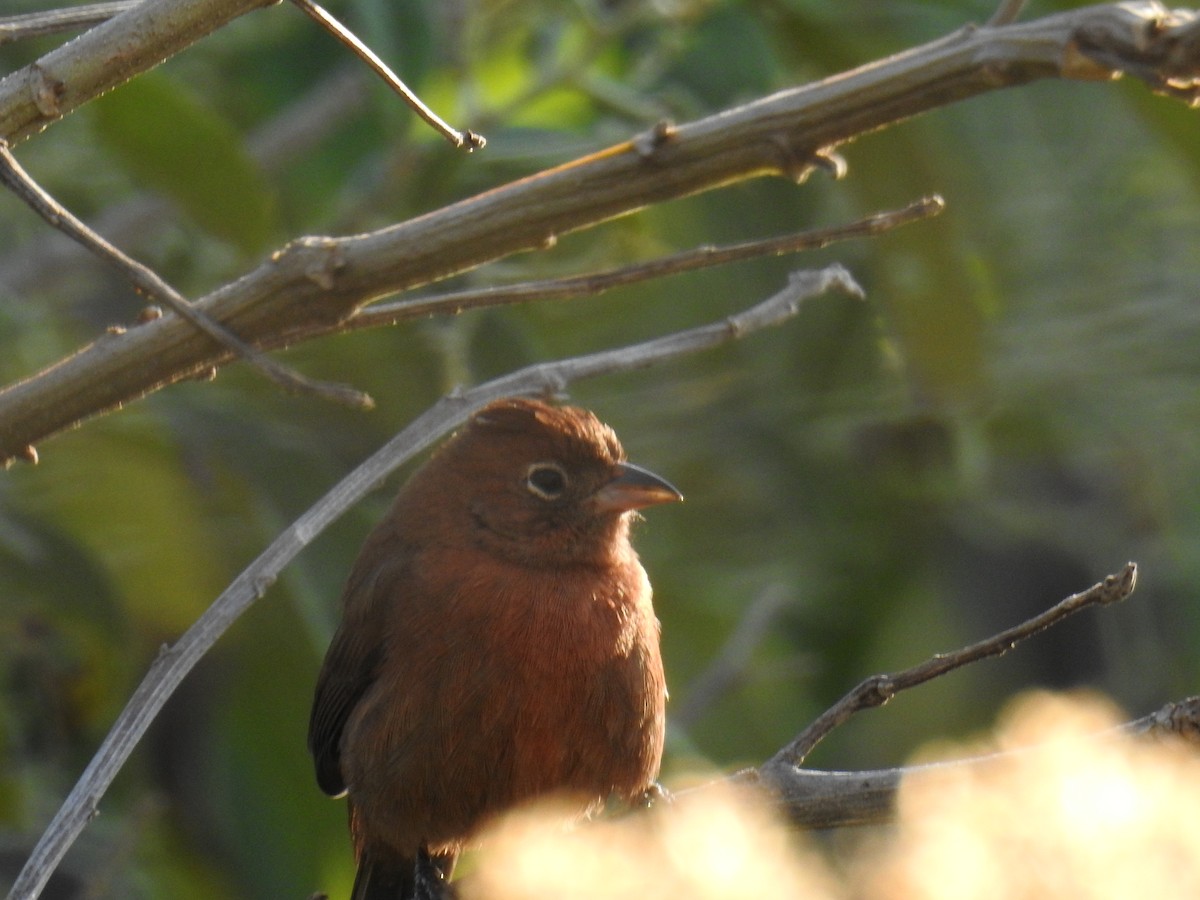 Red-crested Finch - ML620232164