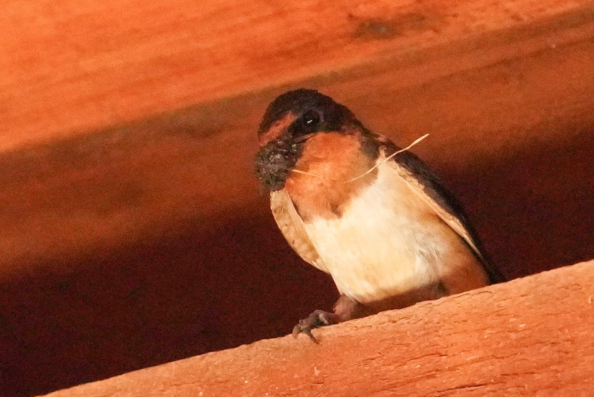 Barn Swallow - ML620232170