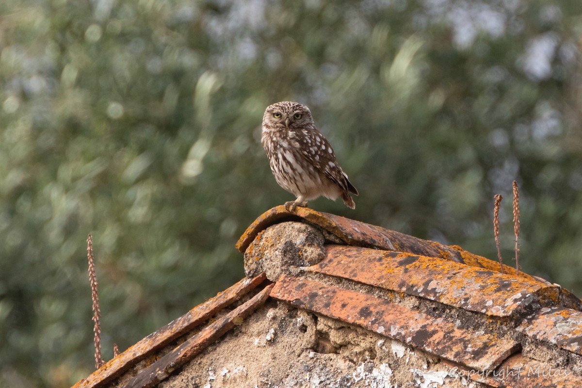 Little Owl - ML620232171