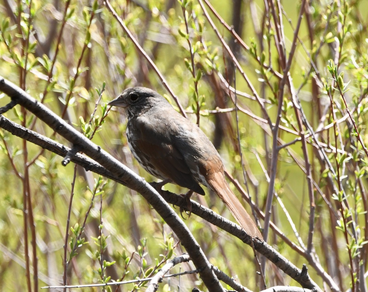 Fox Sparrow (Slate-colored) - ML620232172