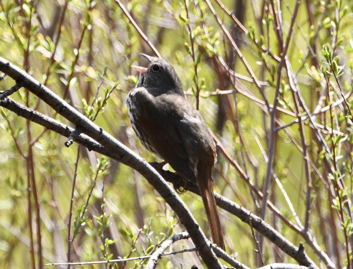 Fox Sparrow (Slate-colored) - ML620232173