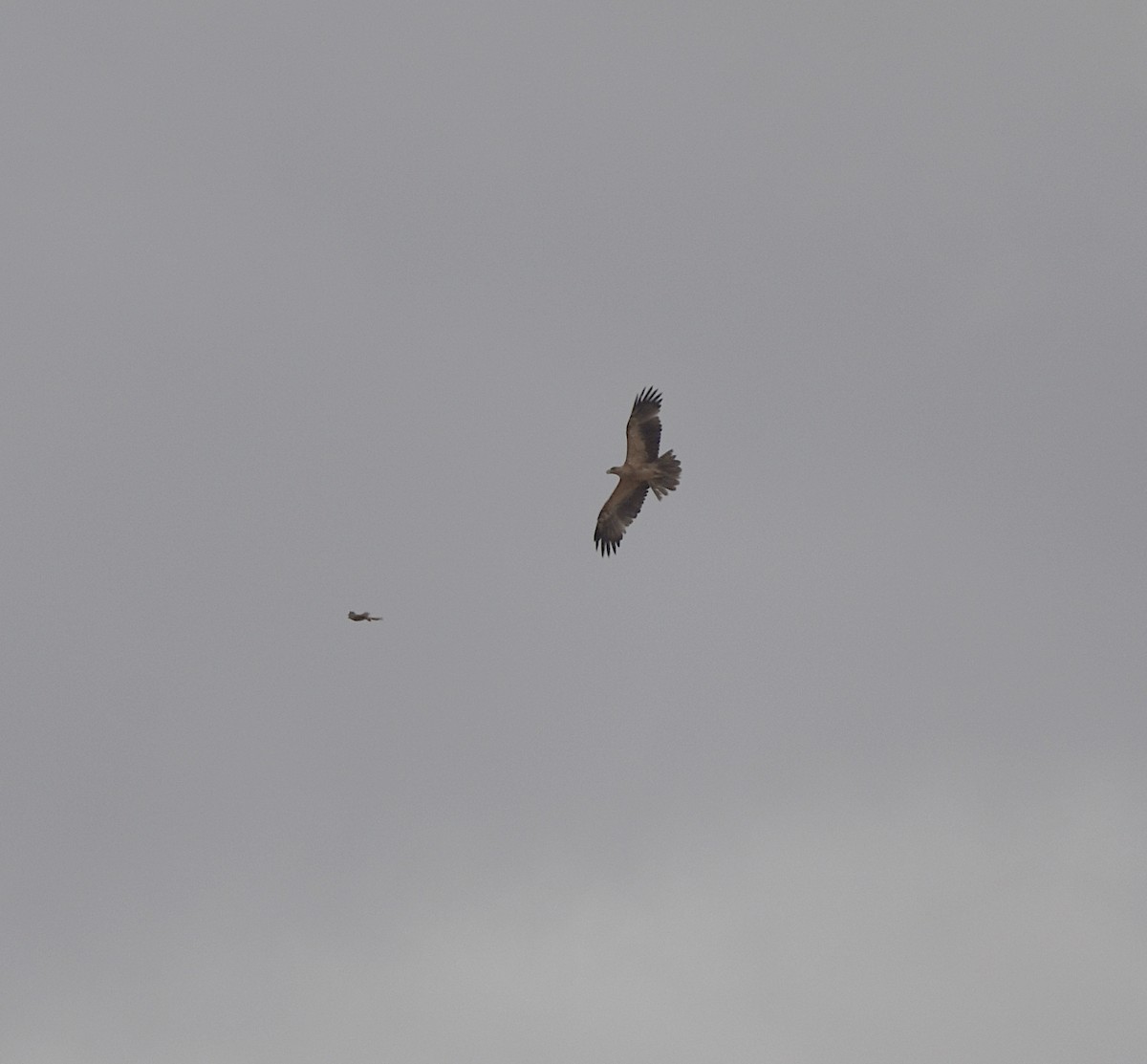 Águila Imperial Ibérica - ML620232188