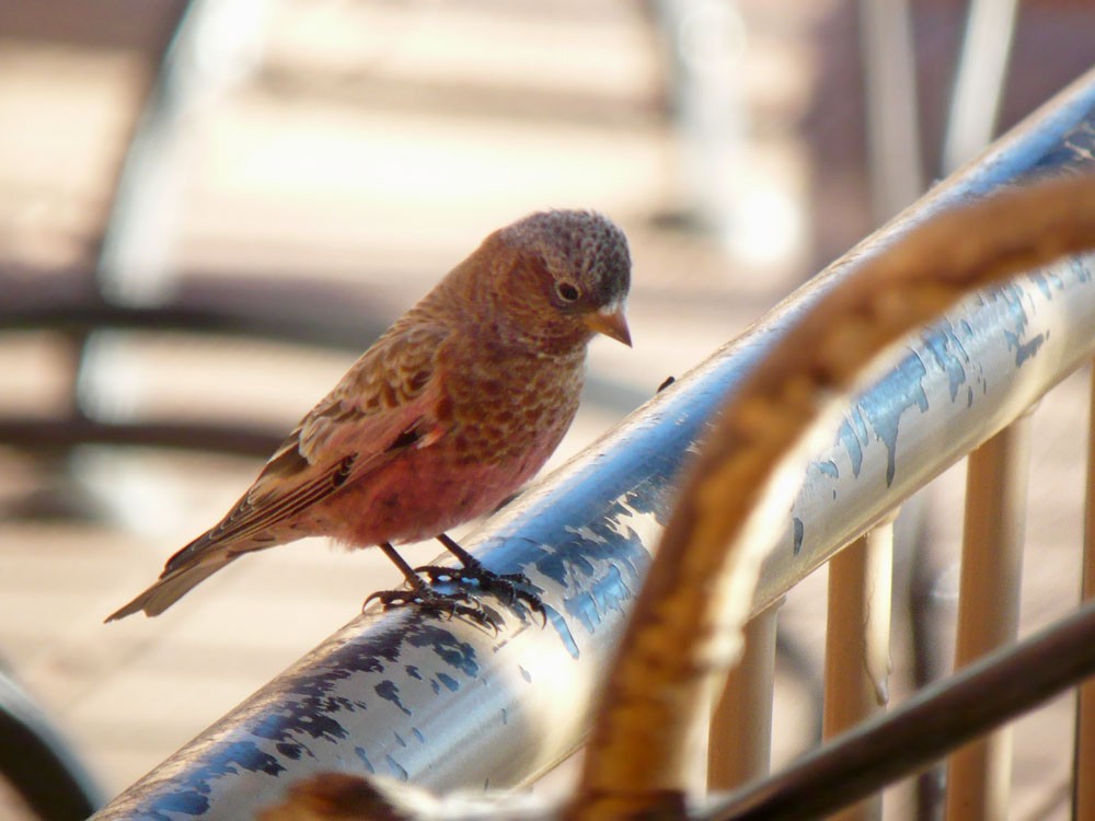 Gray-crowned Rosy-Finch - ML620232192