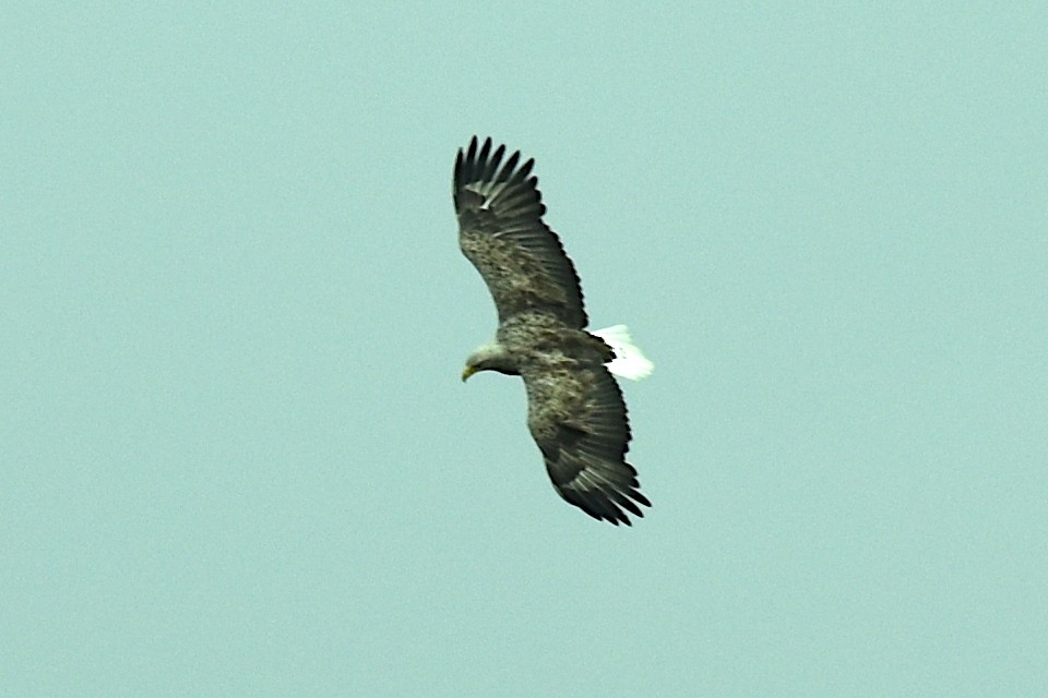 White-tailed Eagle - ML620232207