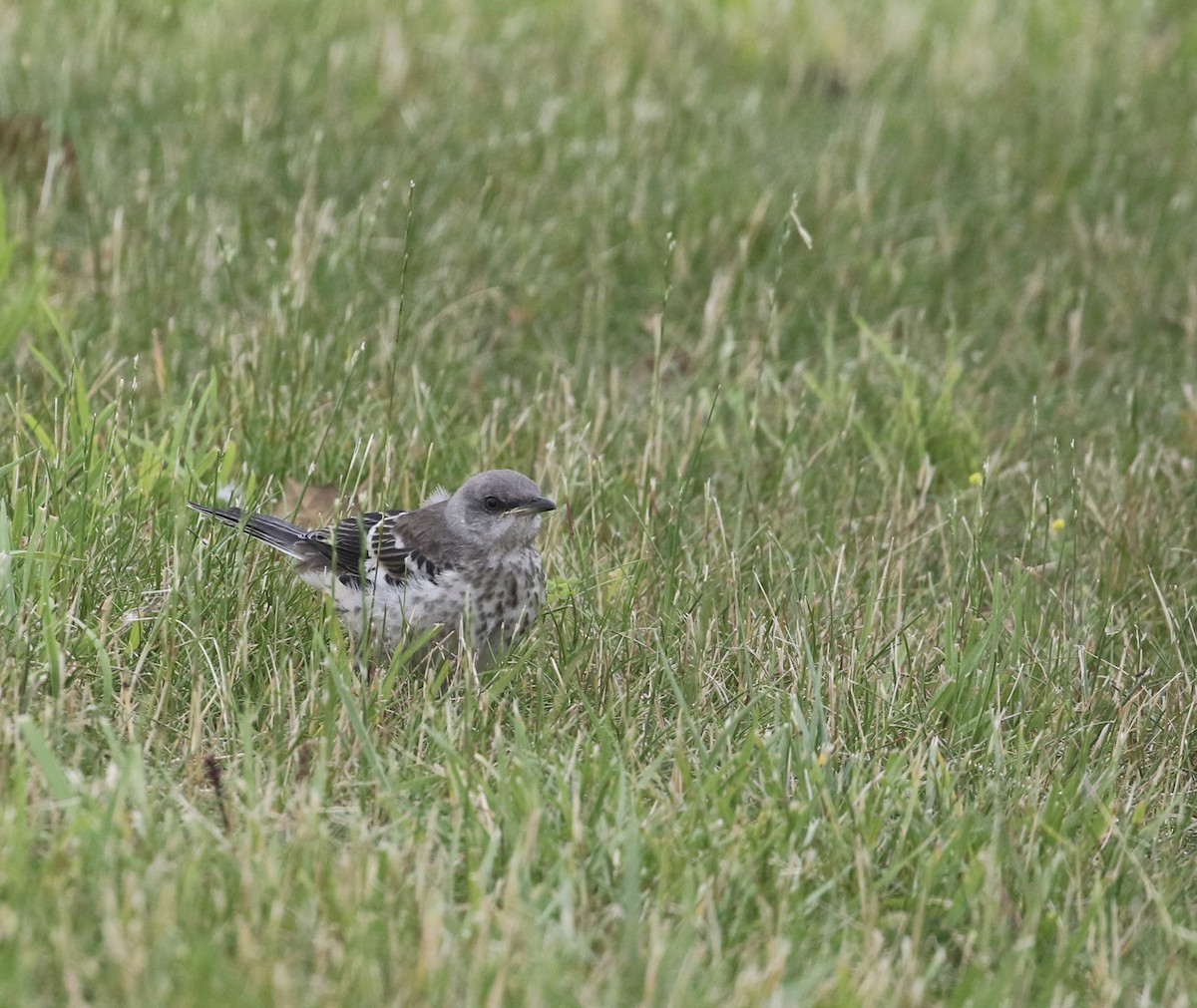 Northern Mockingbird - ML620232208