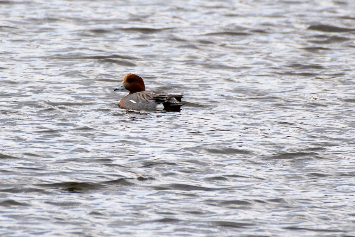 Eurasian Wigeon - ML620232210