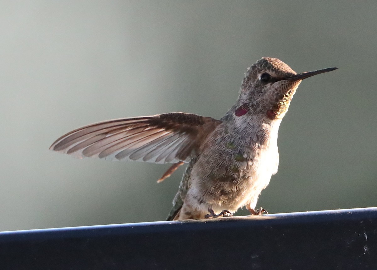 hummingbird sp. - ML620232211