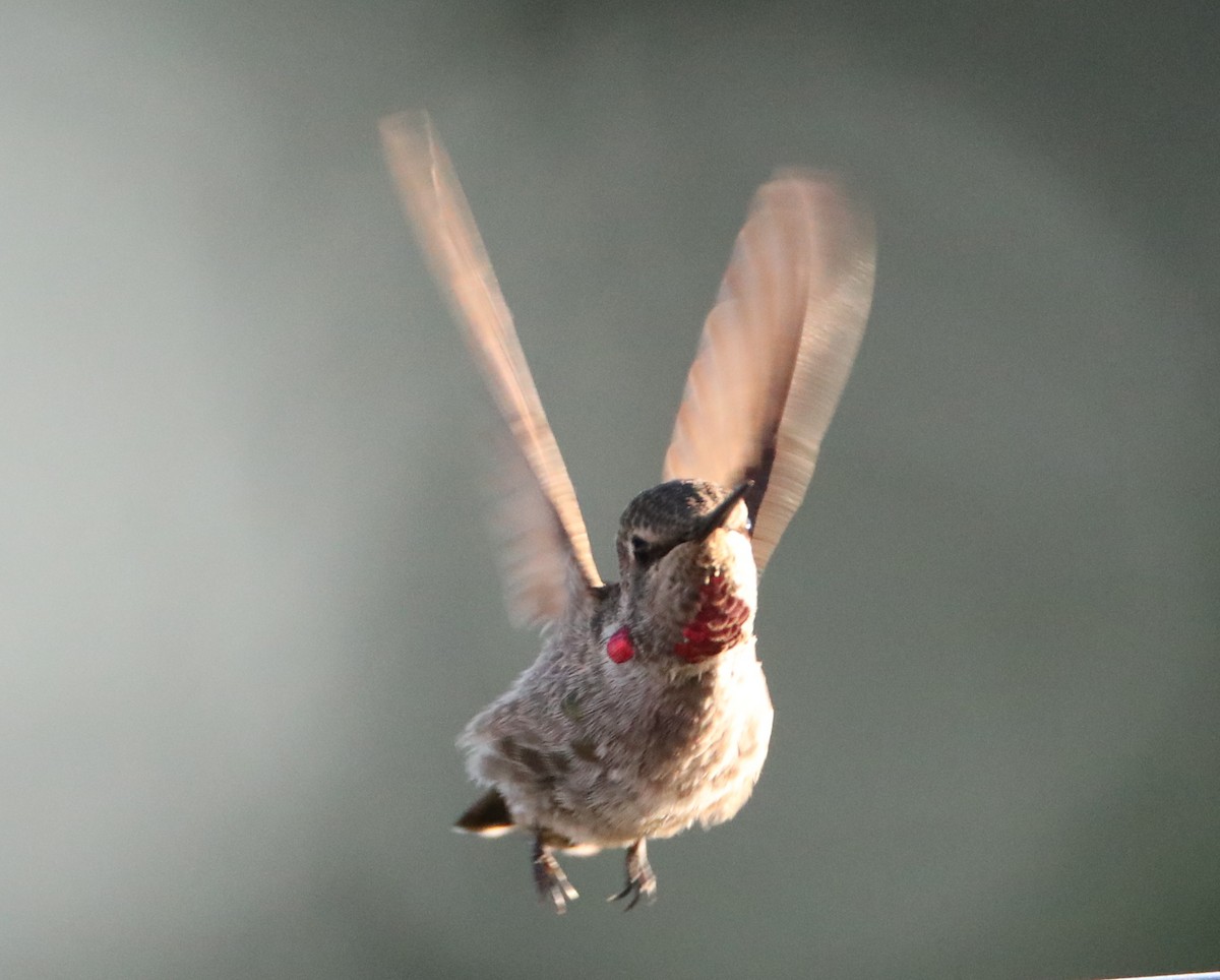ub. kolibri (Trochilidae sp.) - ML620232212