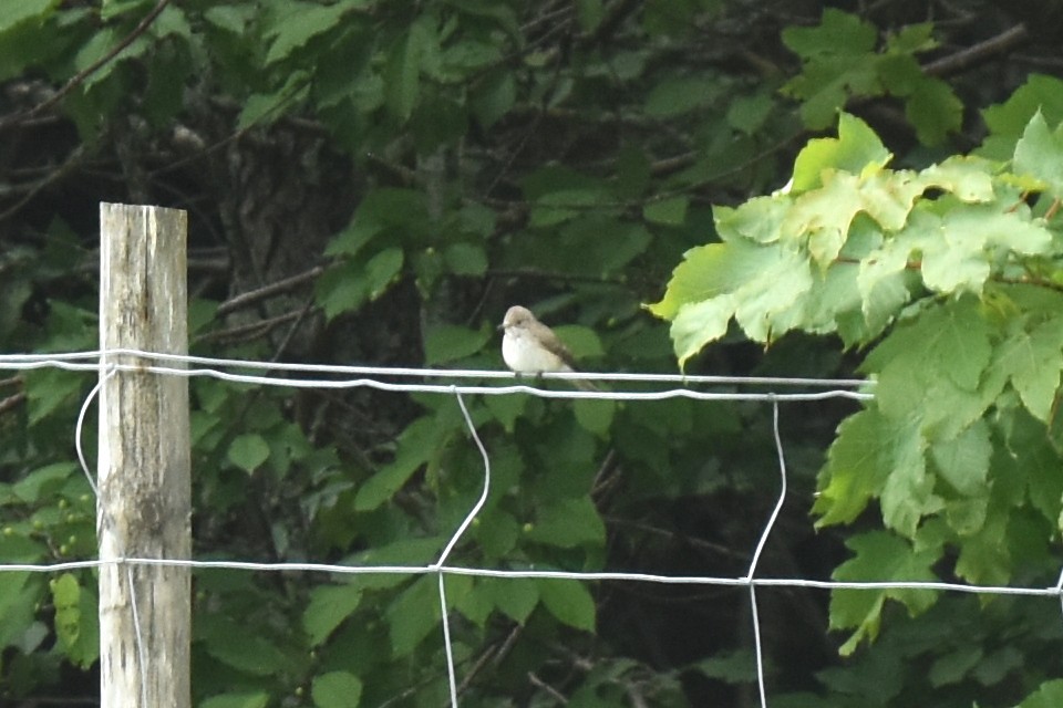 Spotted Flycatcher - ML620232223