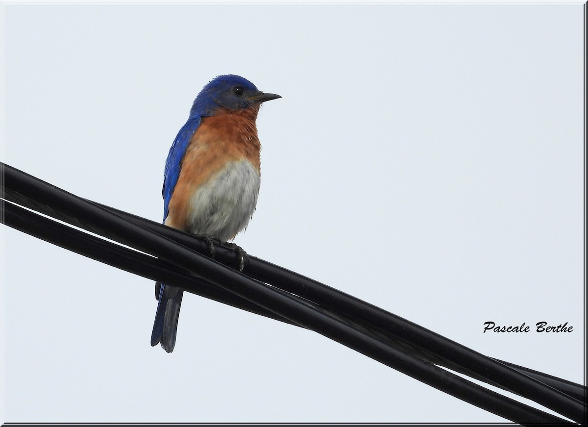 Eastern Bluebird - ML620232225