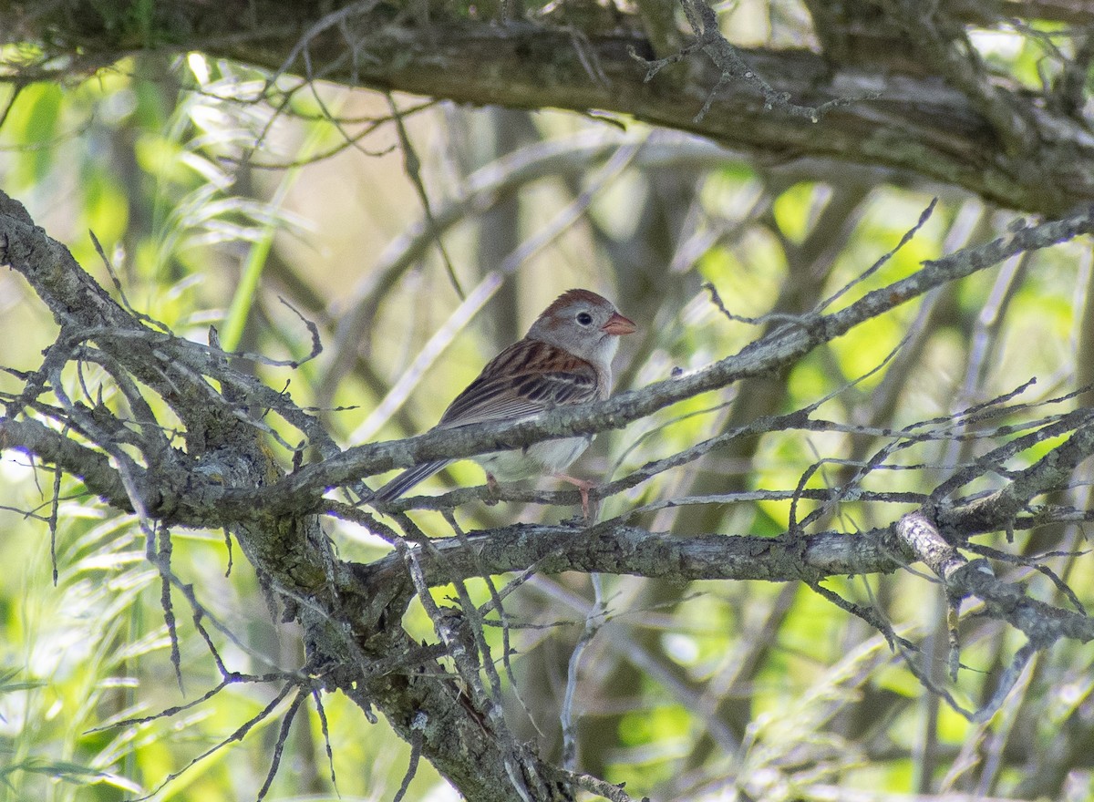 Field Sparrow - ML620232228