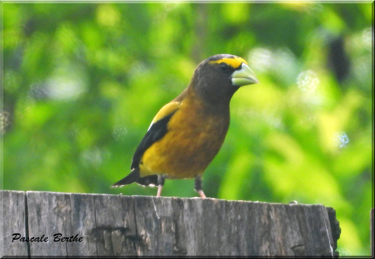 Evening Grosbeak - ML620232230