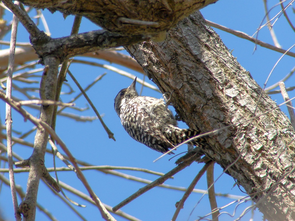 Checkered Woodpecker - ML620232241