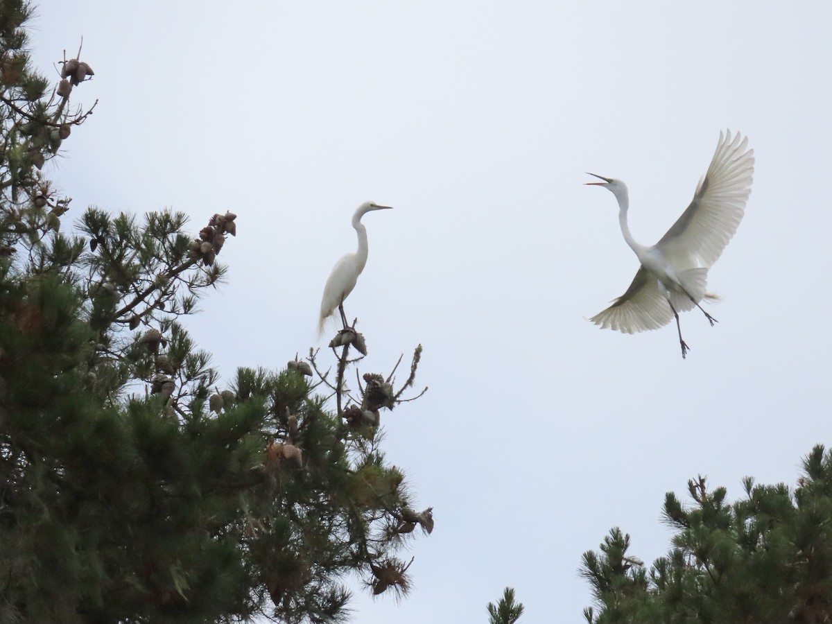 Great Egret - ML620232242