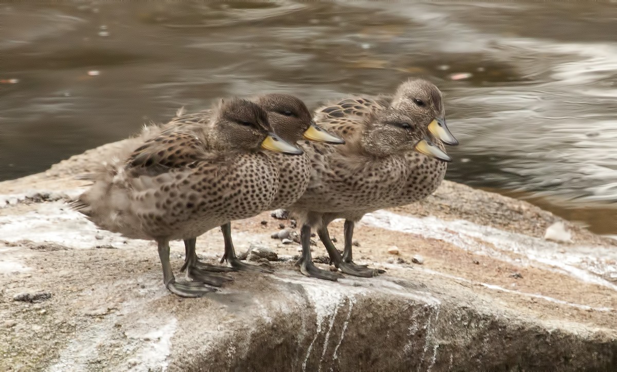 Yellow-billed Teal - ML620232243