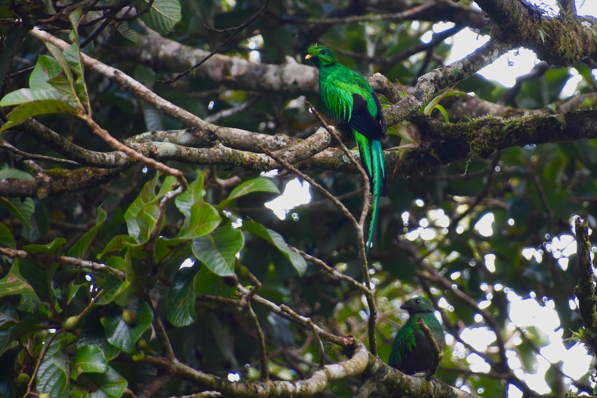 Resplendent Quetzal - ML620232244