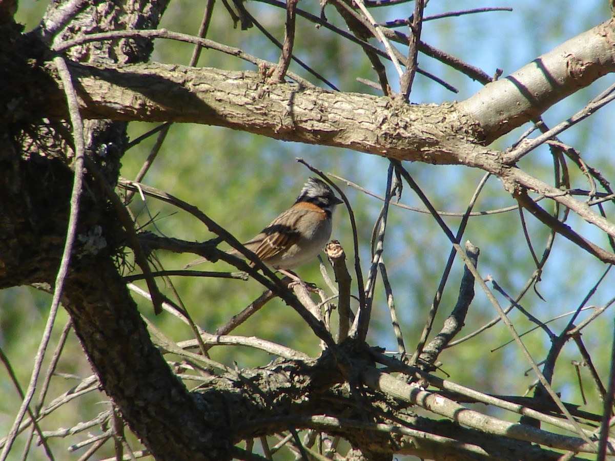 Rufous-collared Sparrow - ML620232245