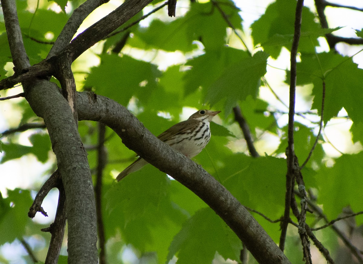 Ovenbird - ML620232248