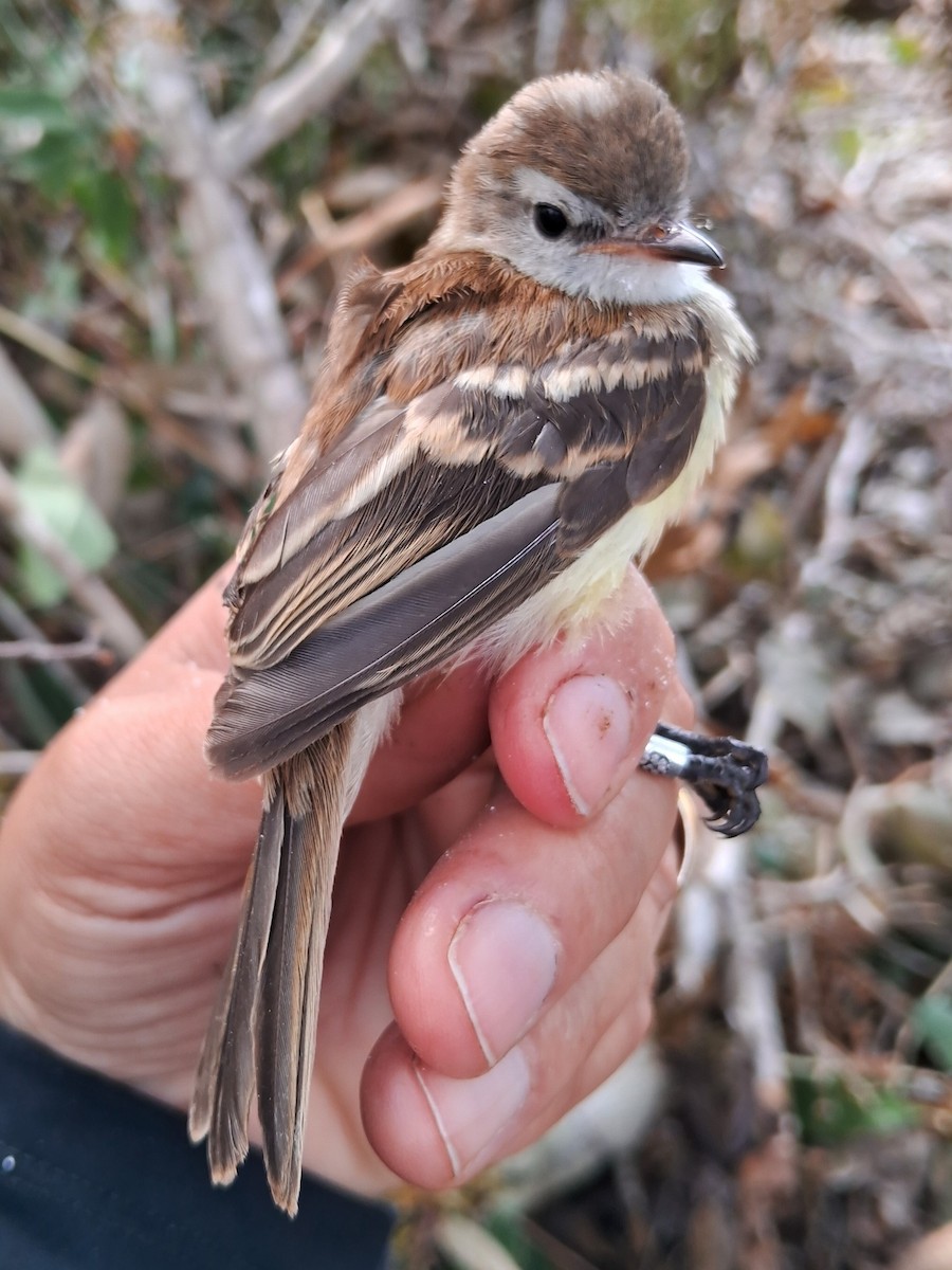 Southern Mouse-colored Tyrannulet - ML620232250