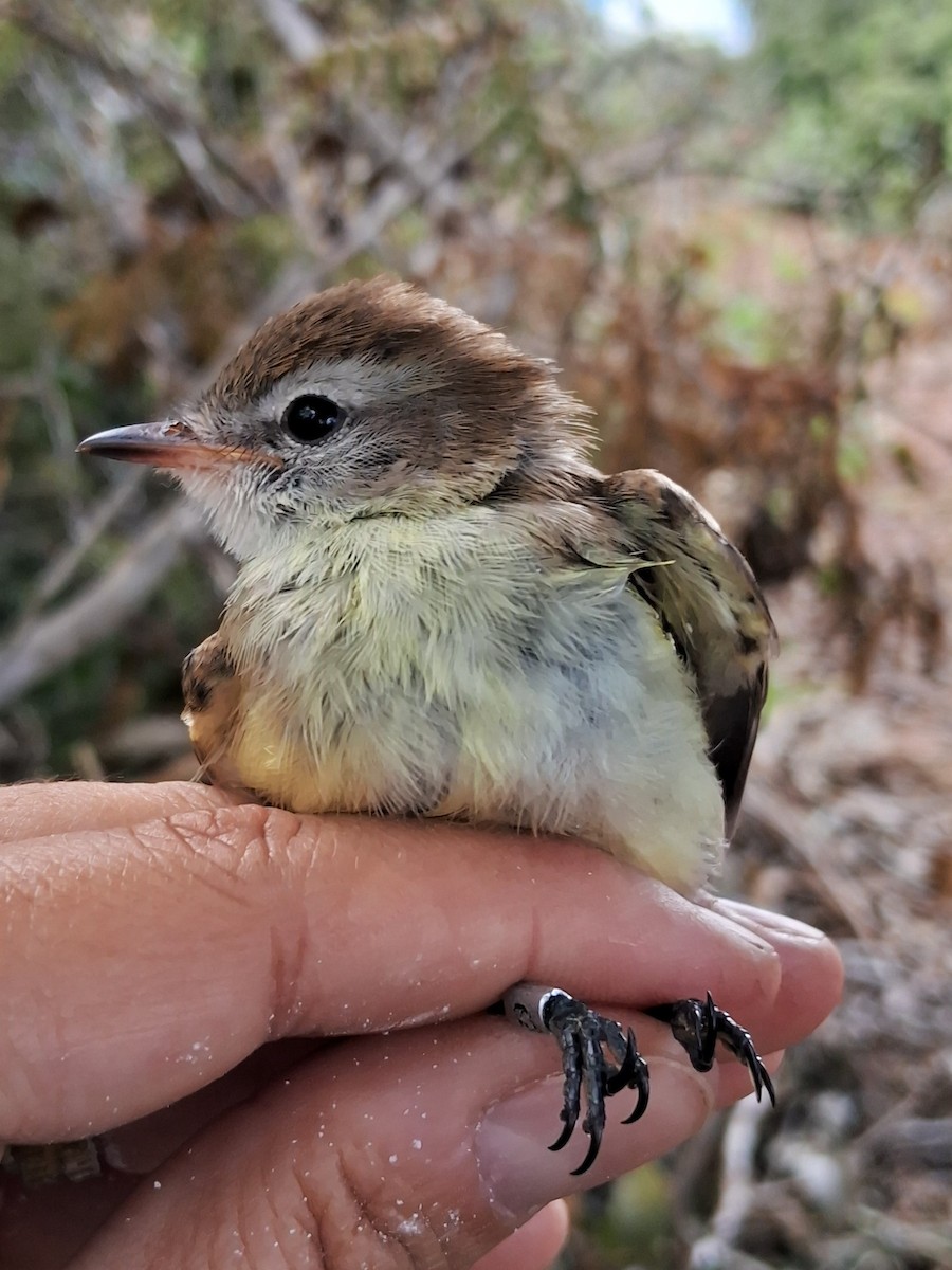 Southern Mouse-colored Tyrannulet - ML620232251