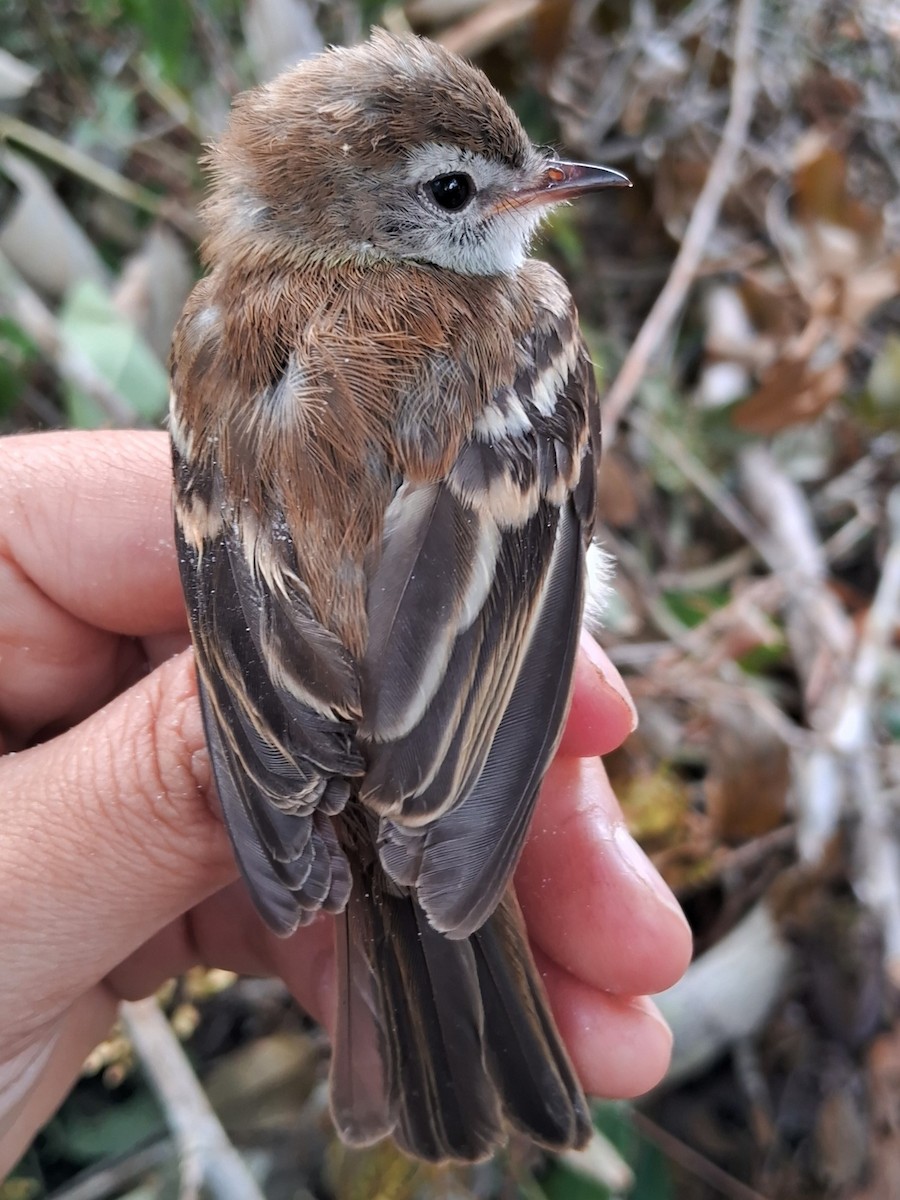 Southern Mouse-colored Tyrannulet - ML620232252