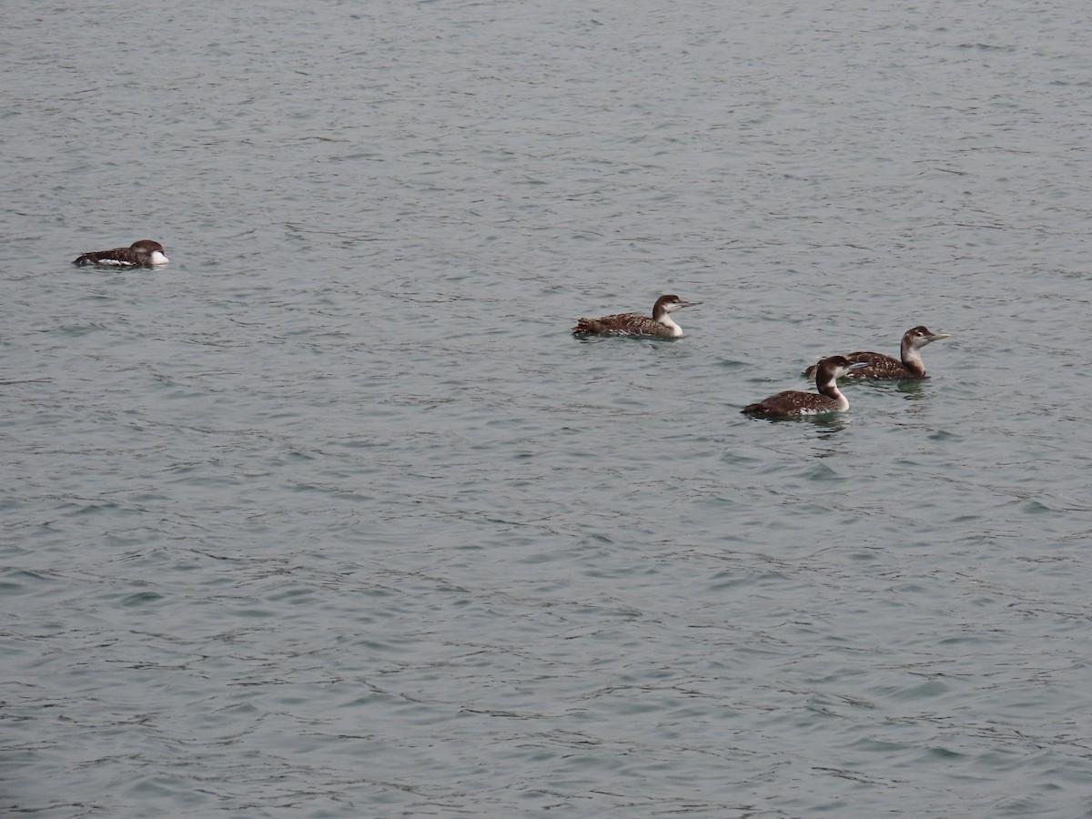 Yellow-billed Loon - ML620232254