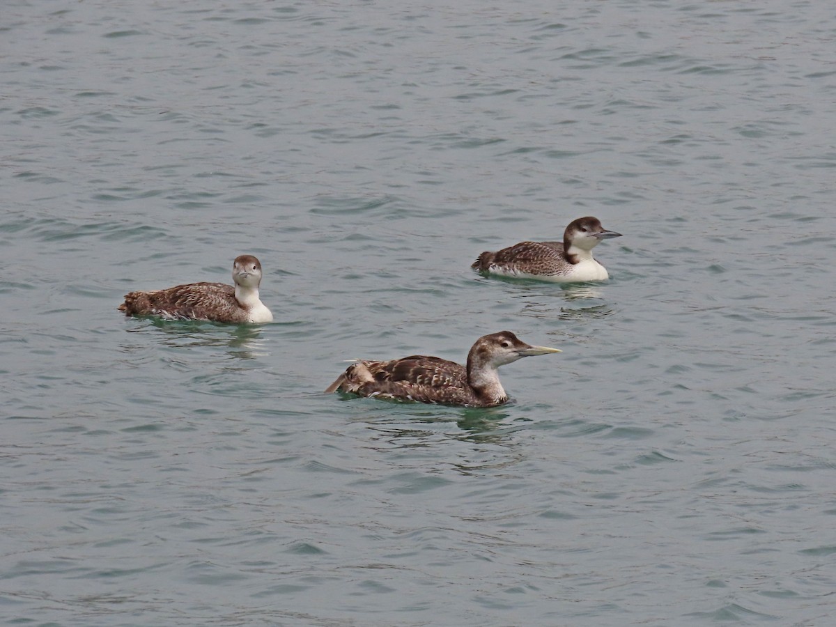 Yellow-billed Loon - ML620232257