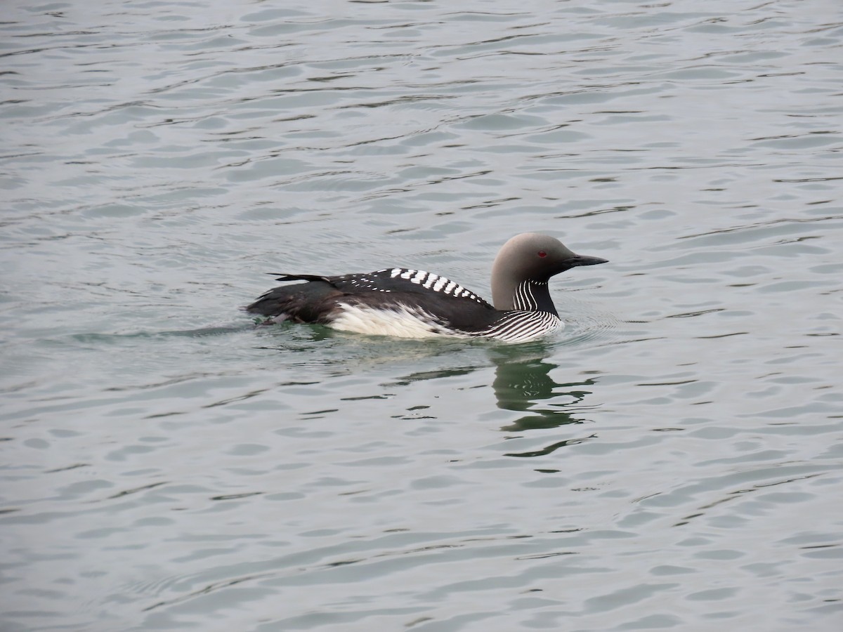 Pacific Loon - ML620232262