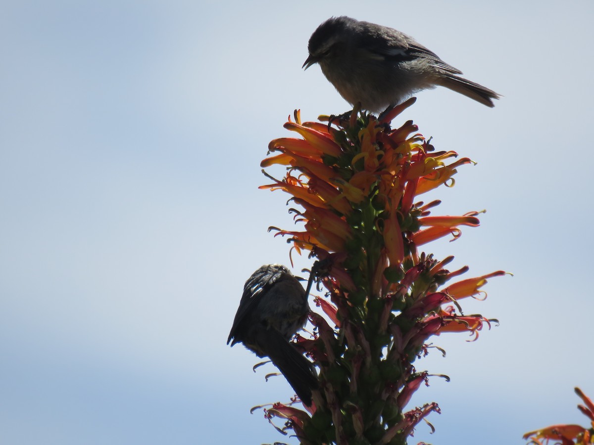 Cinereous Conebill - ML620232264